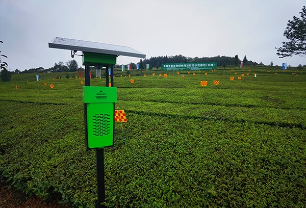 五峰仁和坪镇道家湾茶园里的向日葵网页版杀虫灯